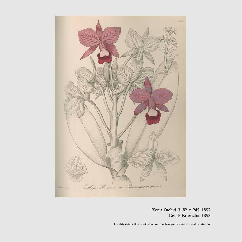 Guarianthe bowringiana