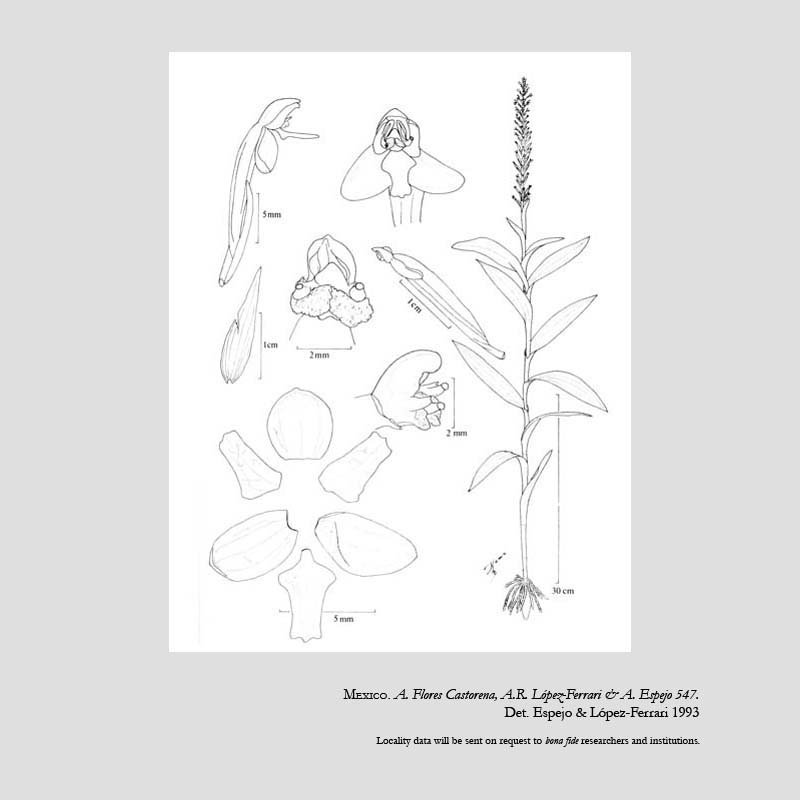 Habenaria acalcarata