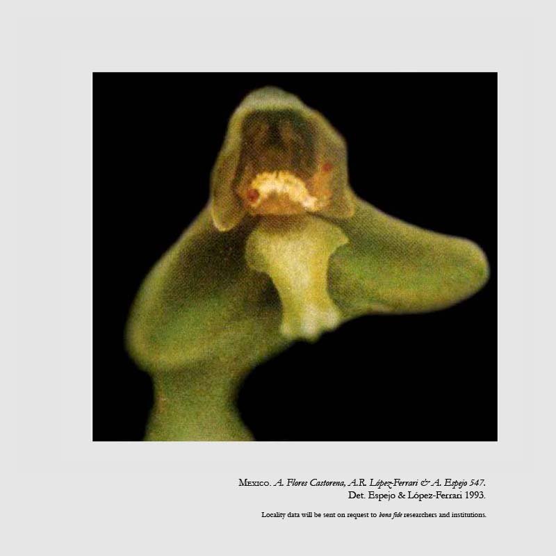 Habenaria acalcarata