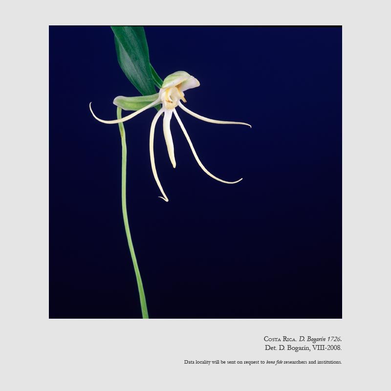 Habenaria macroceratitis