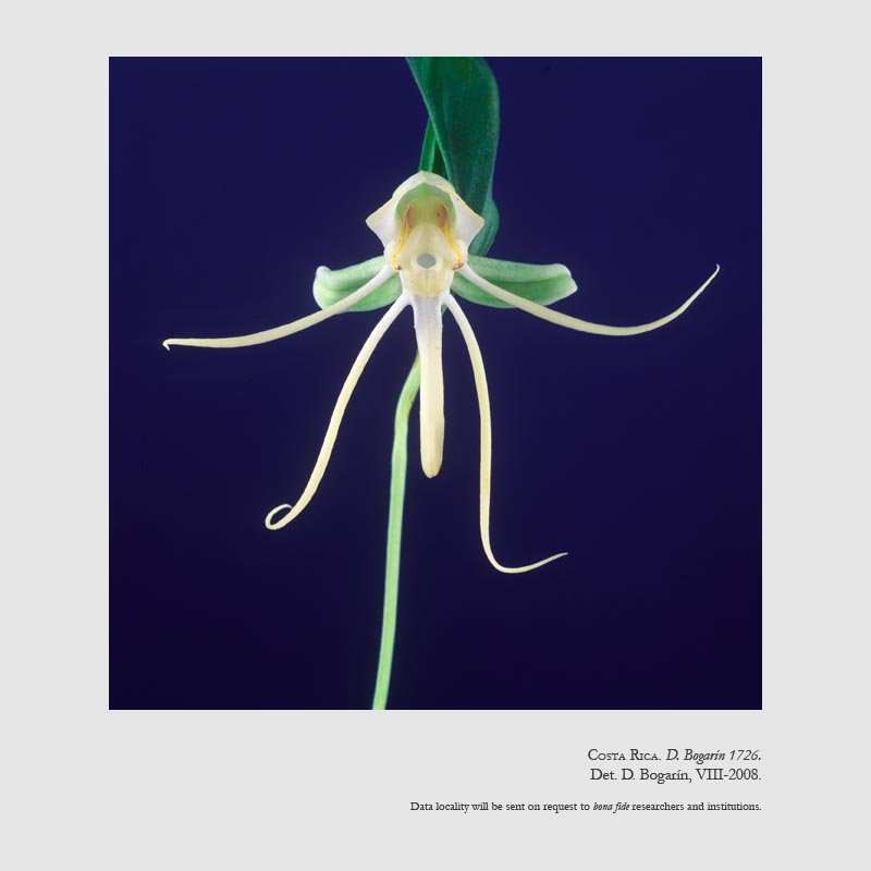 Habenaria macroceratitis