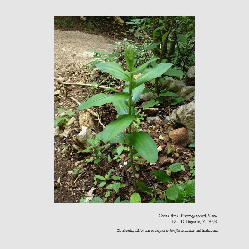 Habenaria macroceratitis