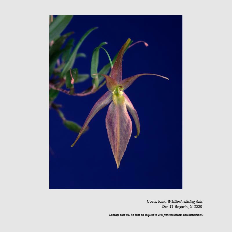 Homalopetalum pumilio