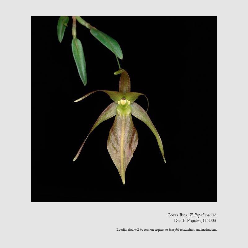 Homalopetalum pumilio