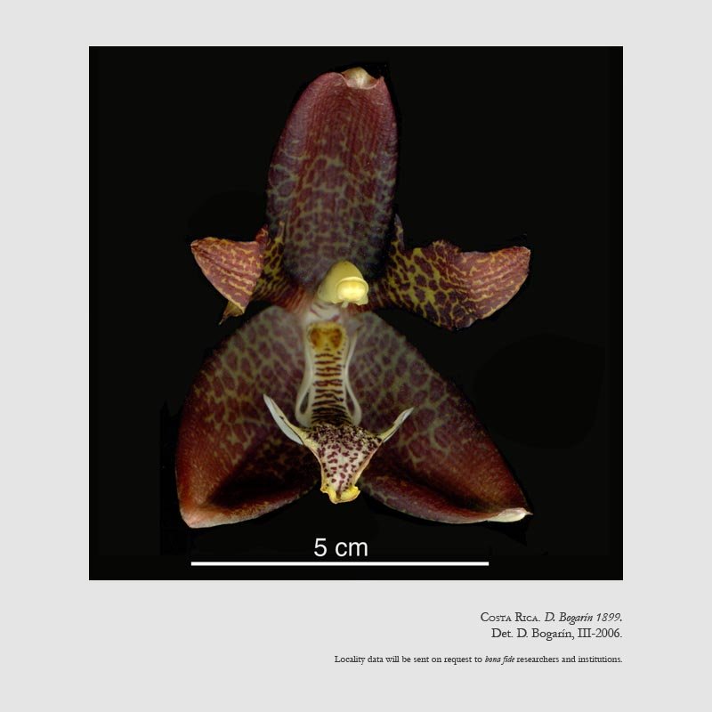 Houlletia tigrina