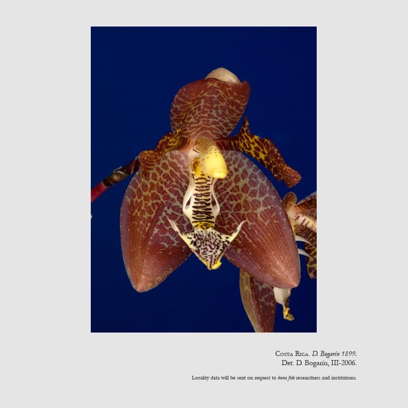 Houlletia tigrina