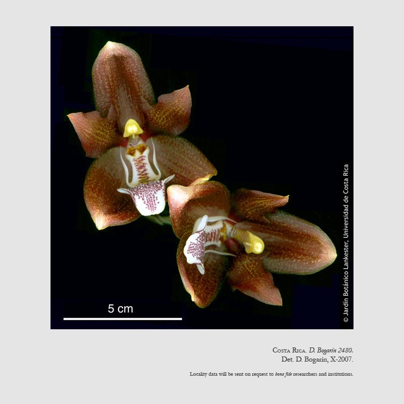 Houlletia tigrina