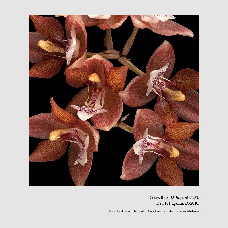 Houlletia tigrina