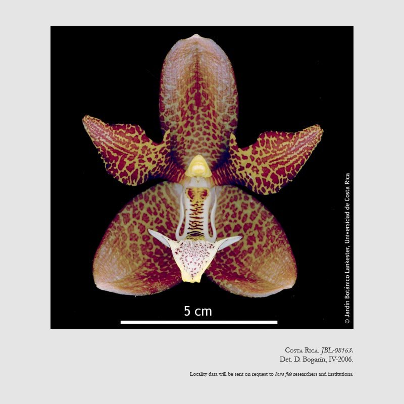 Houlletia tigrina