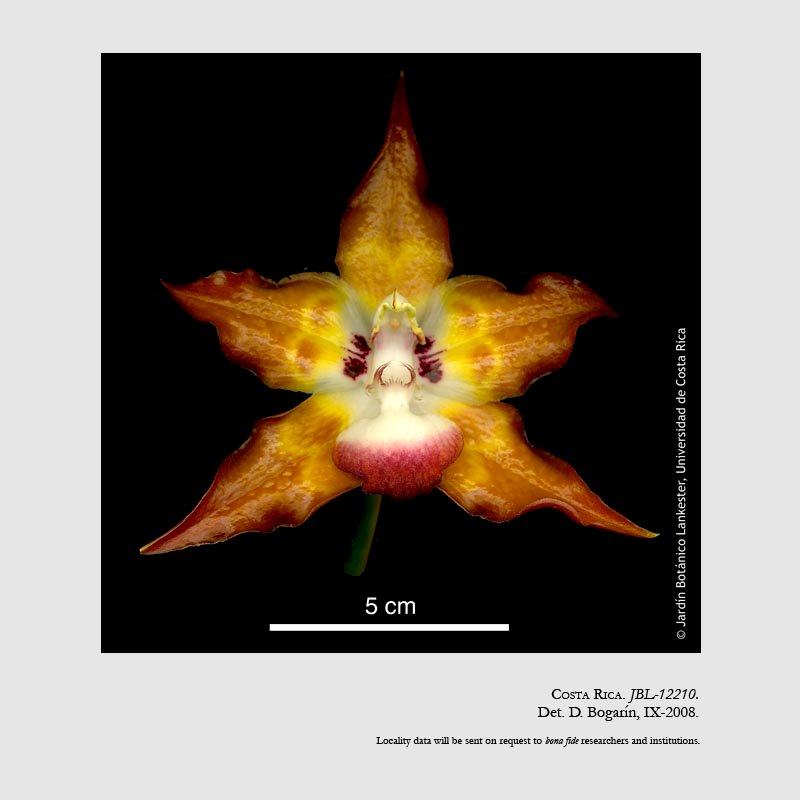 Huntleya burtii