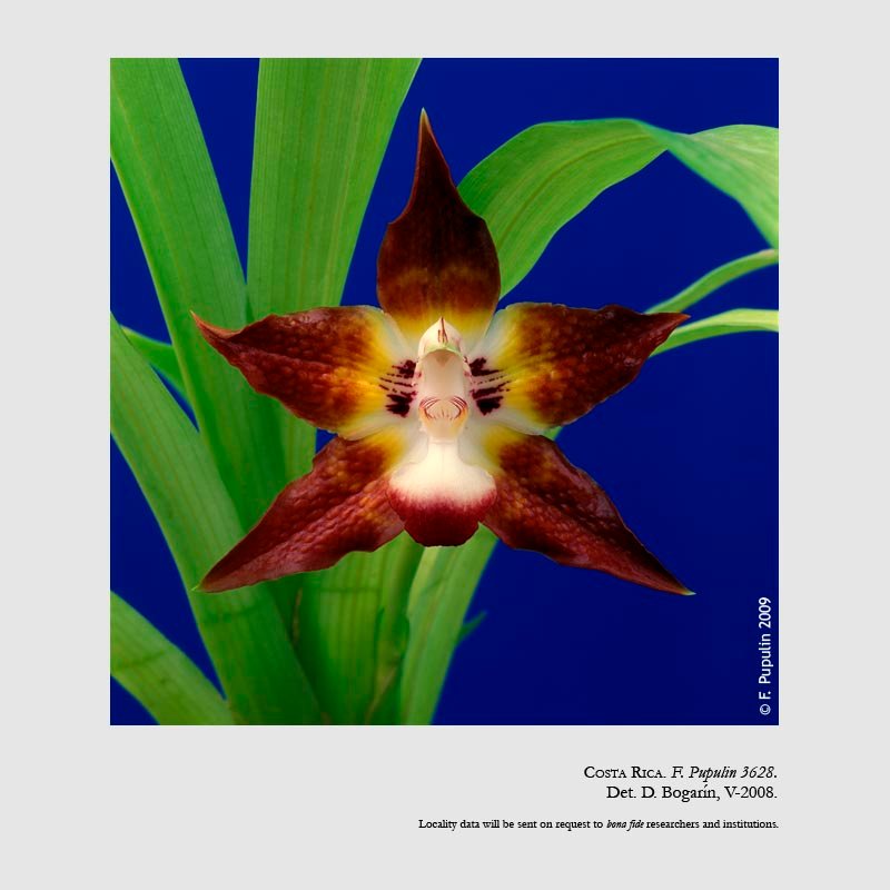 Huntleya burtii