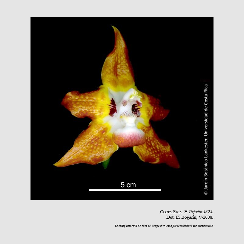 Huntleya burtii