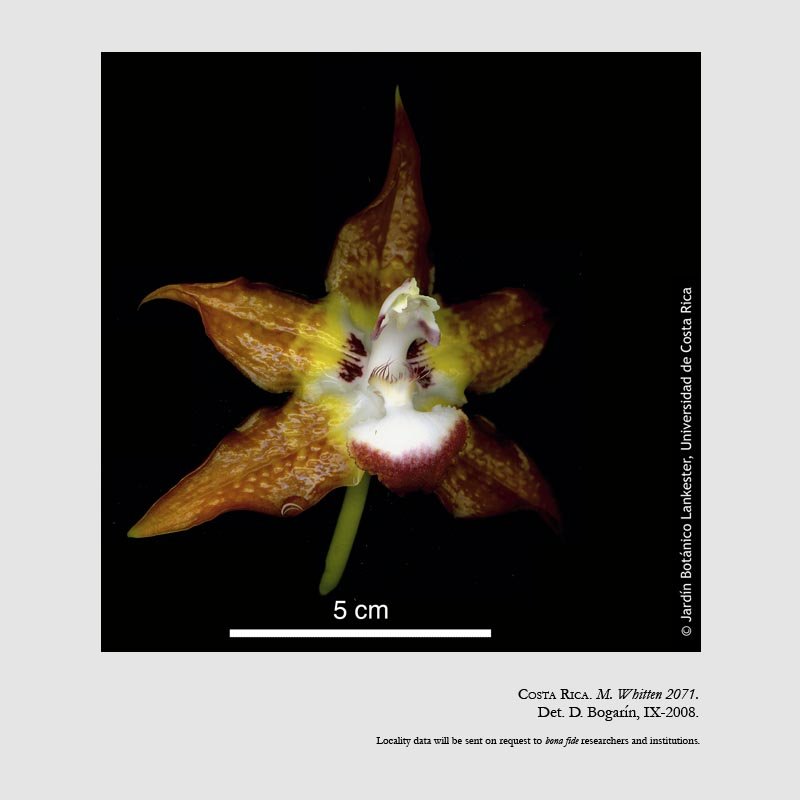 Huntleya burtii