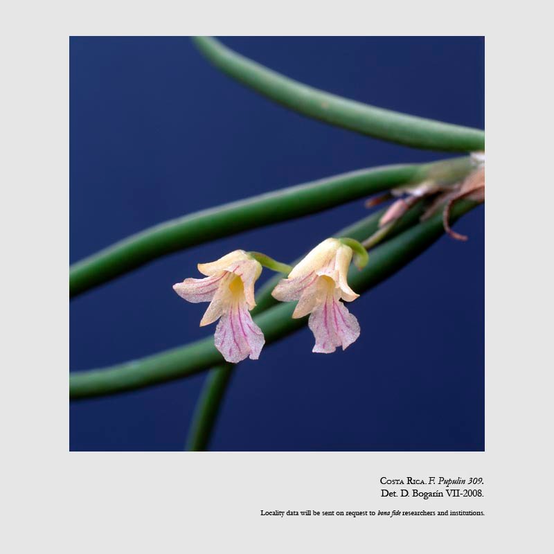 Ionopsis satyrioides