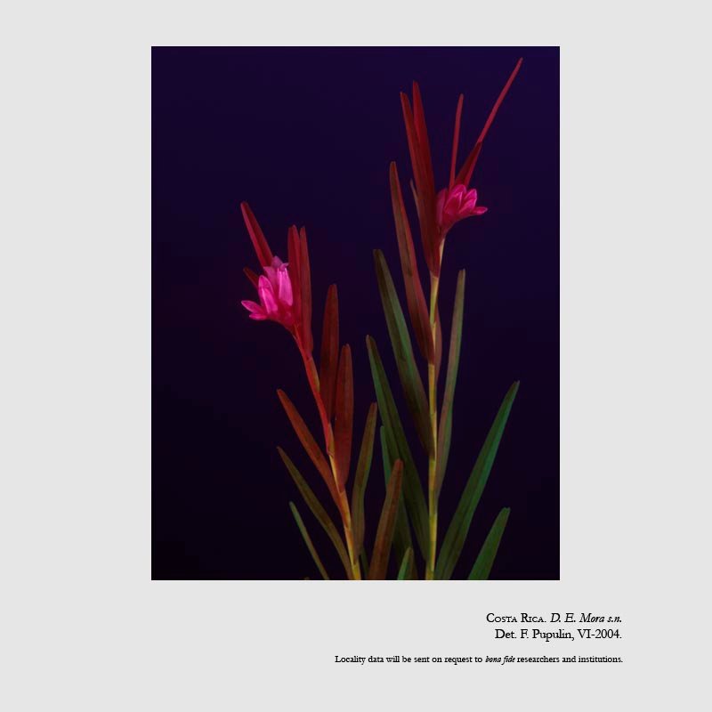 Isochilus chiriquensis