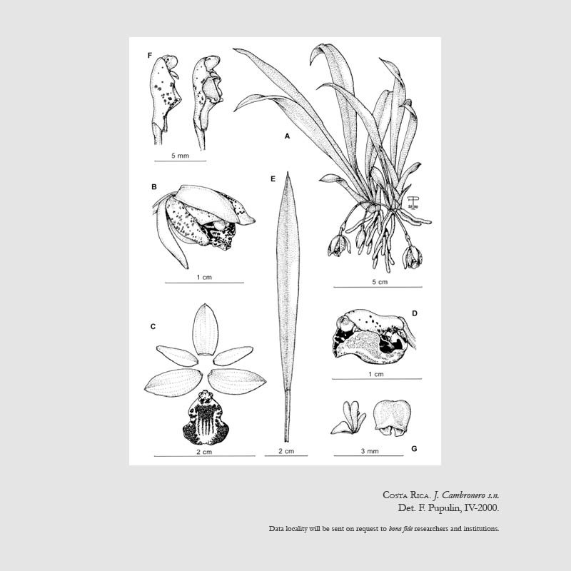 Kefersteinia retanae