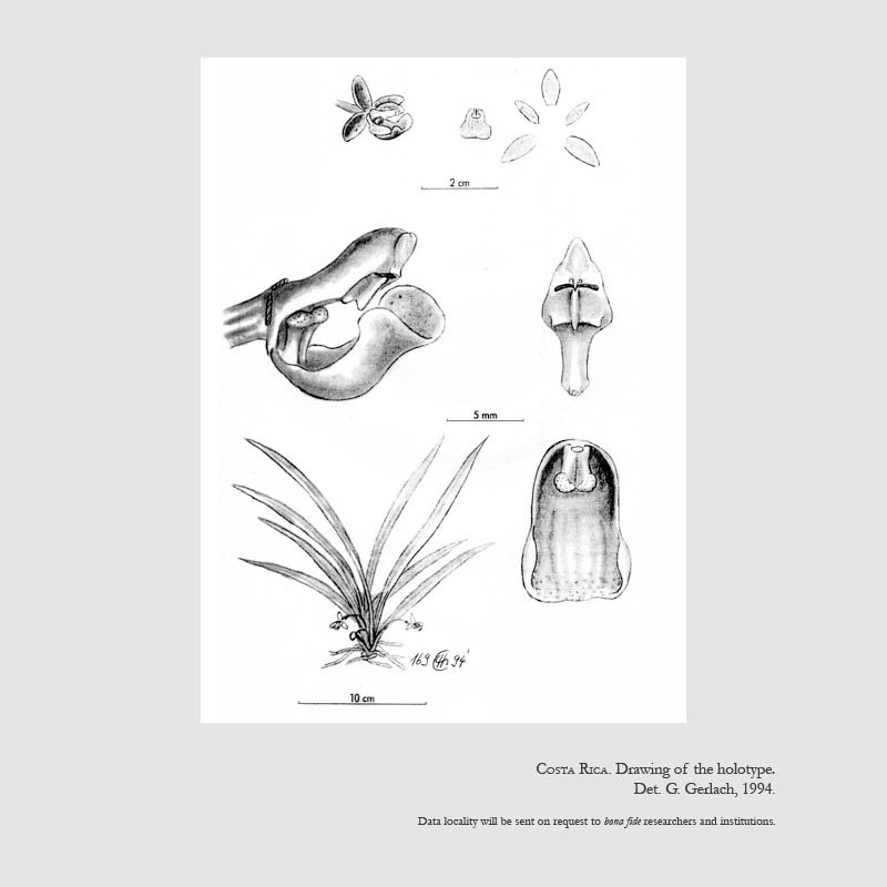 Kefersteinia retanae