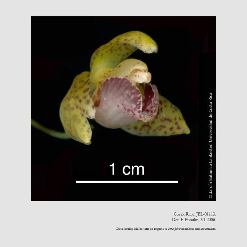 Kefersteinia retanae