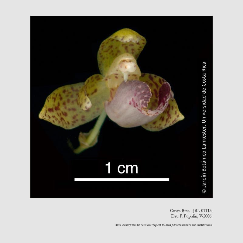 Kefersteinia retanae