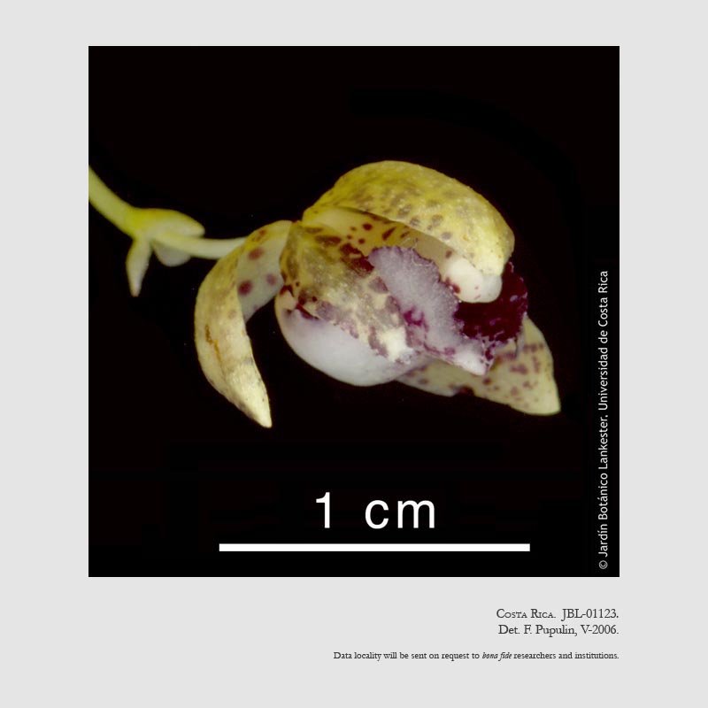 Kefersteinia retanae