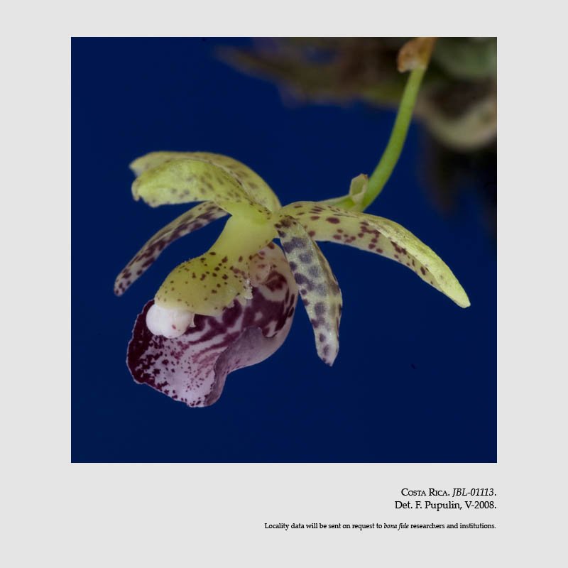 Kefersteinia retanae