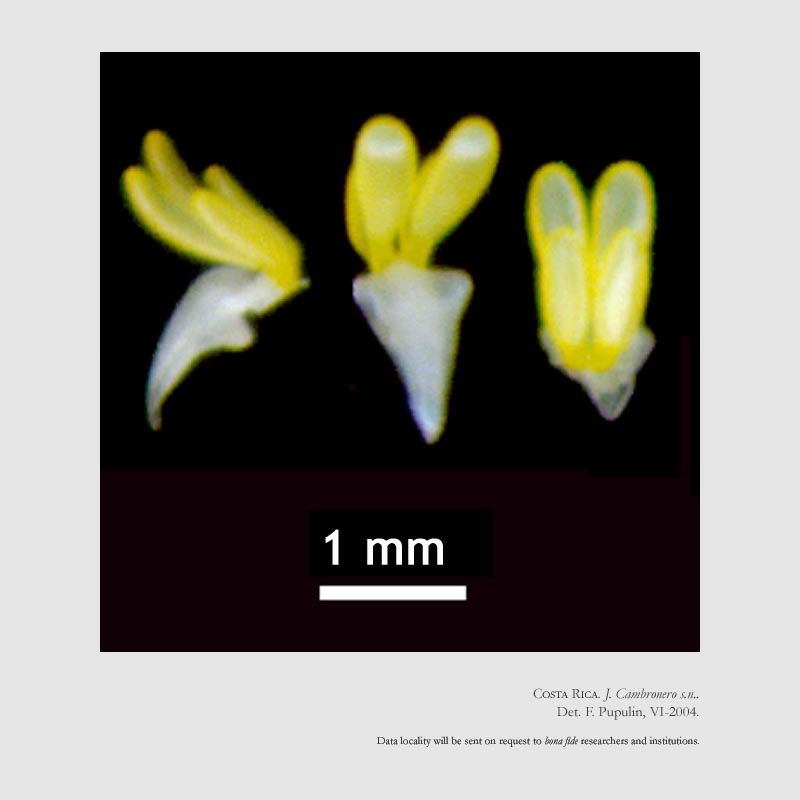 Kefersteinia retanae