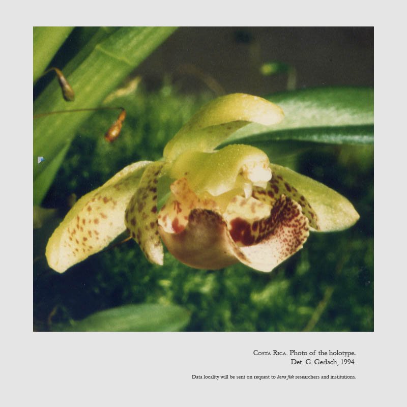Kefersteinia retanae