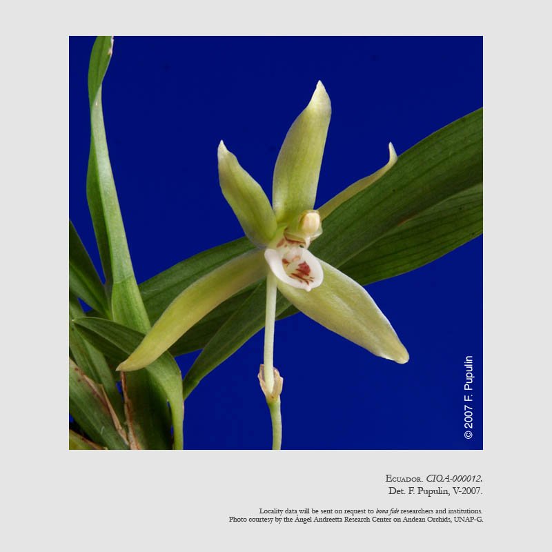 Kefersteinia stevensonii