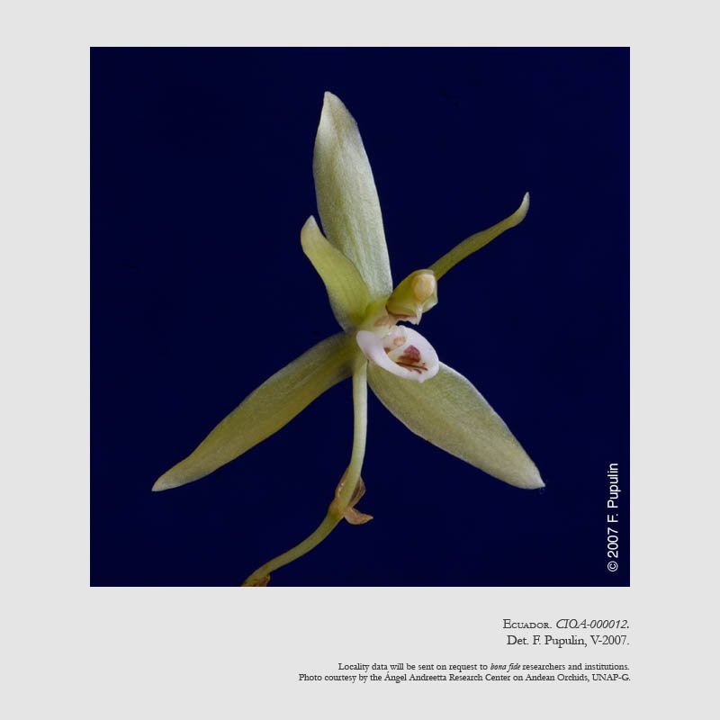 Kefersteinia stevensonii