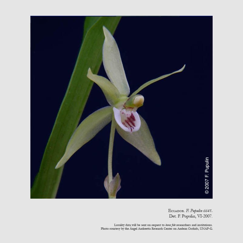 Kefersteinia stevensonii