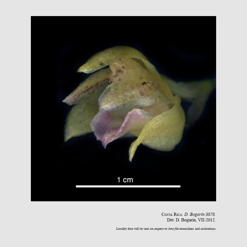 Kefersteinia wercklei