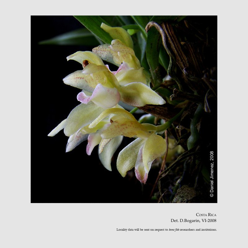 Kefersteinia wercklei