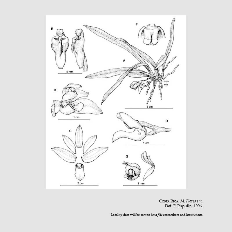 Kefersteinia wercklei