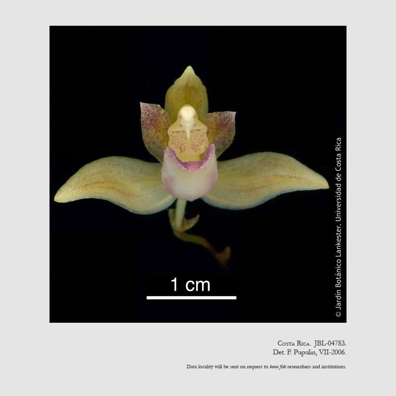 Kefersteinia wercklei