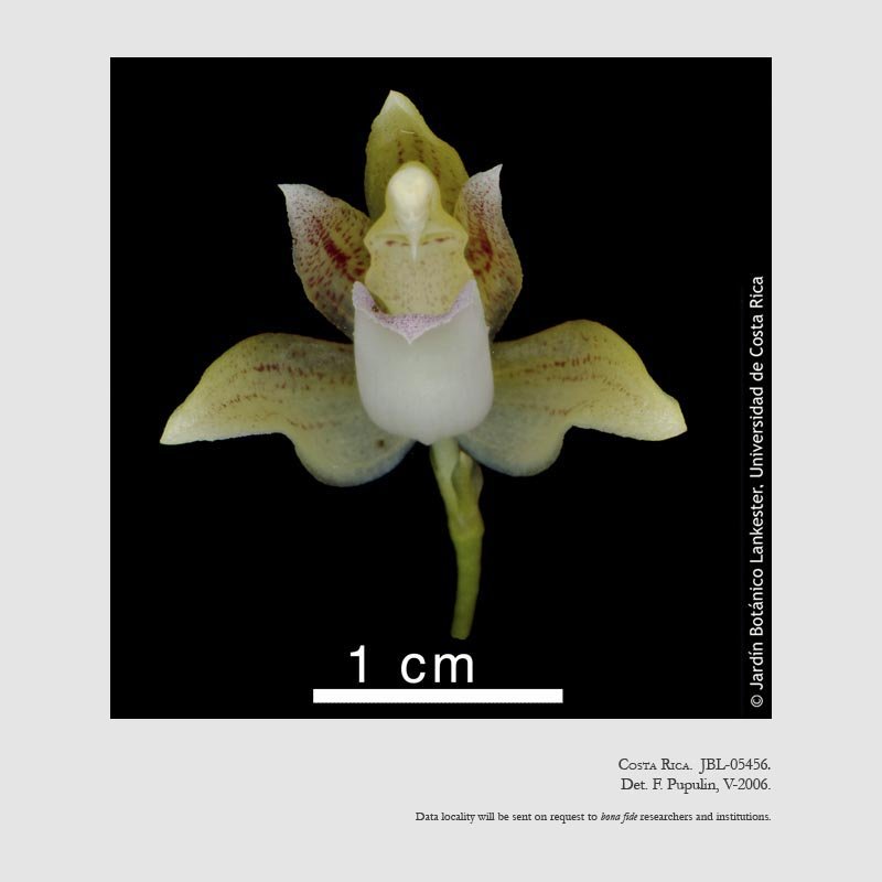 Kefersteinia wercklei