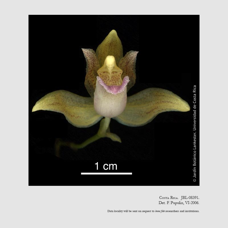 Kefersteinia wercklei