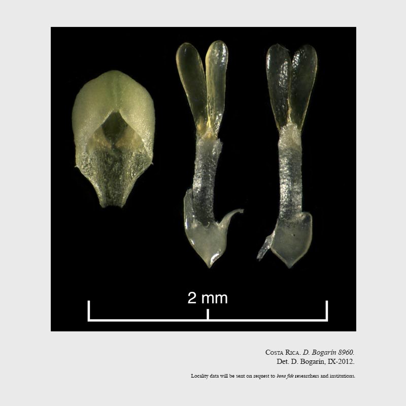 Kegeliella atropilosa