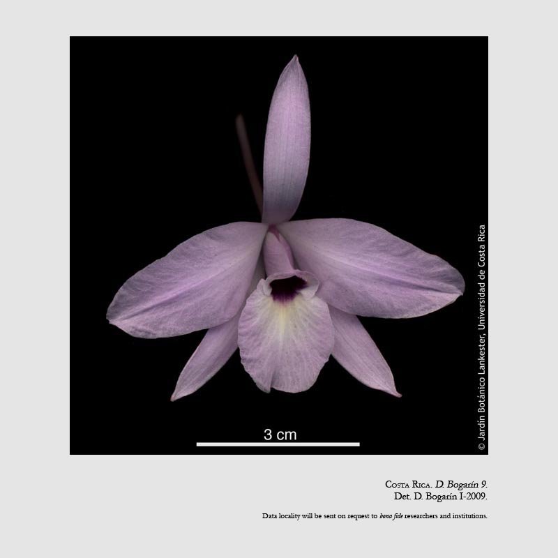 Laelia rubescens