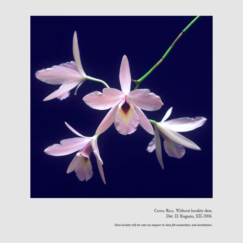 Laelia rubescens