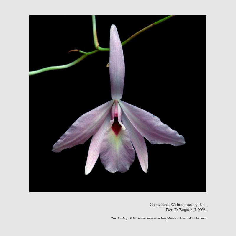 Laelia rubescens