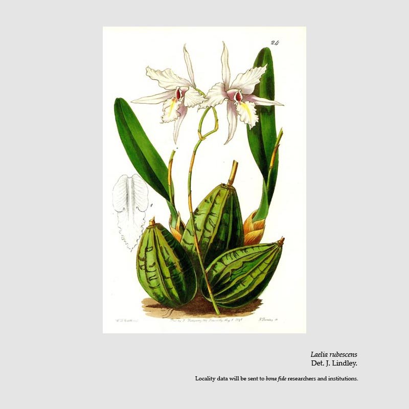 Laelia rubescens