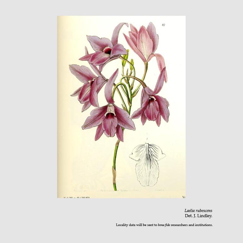 Laelia rubescens