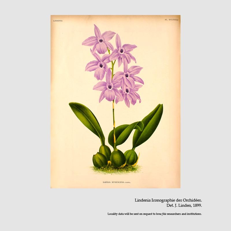 Laelia rubescens