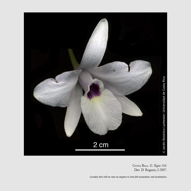 Laelia rubescens