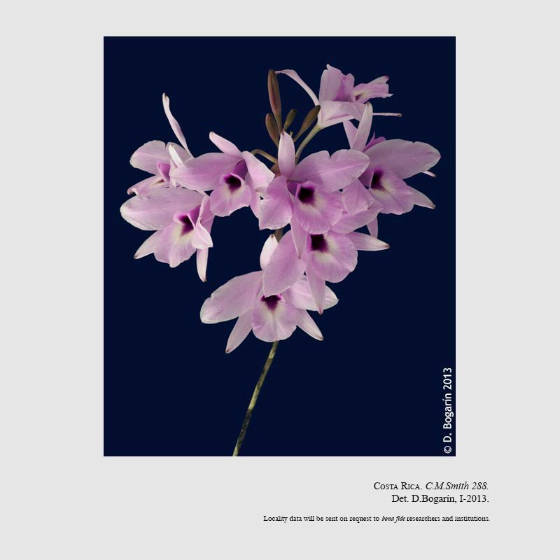 Laelia rubescens