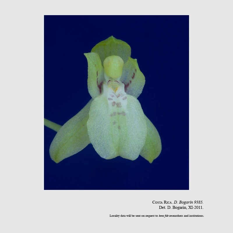 Leochilus scriptus