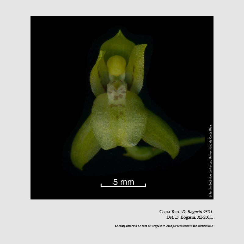 Leochilus scriptus