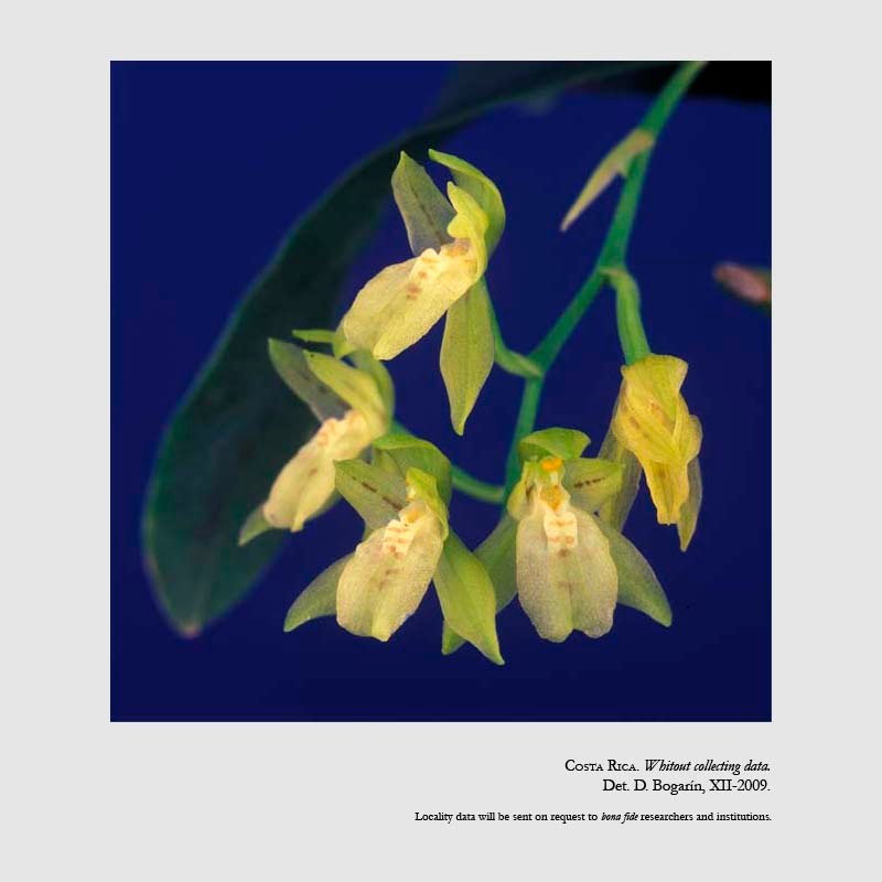 Leochilus scriptus