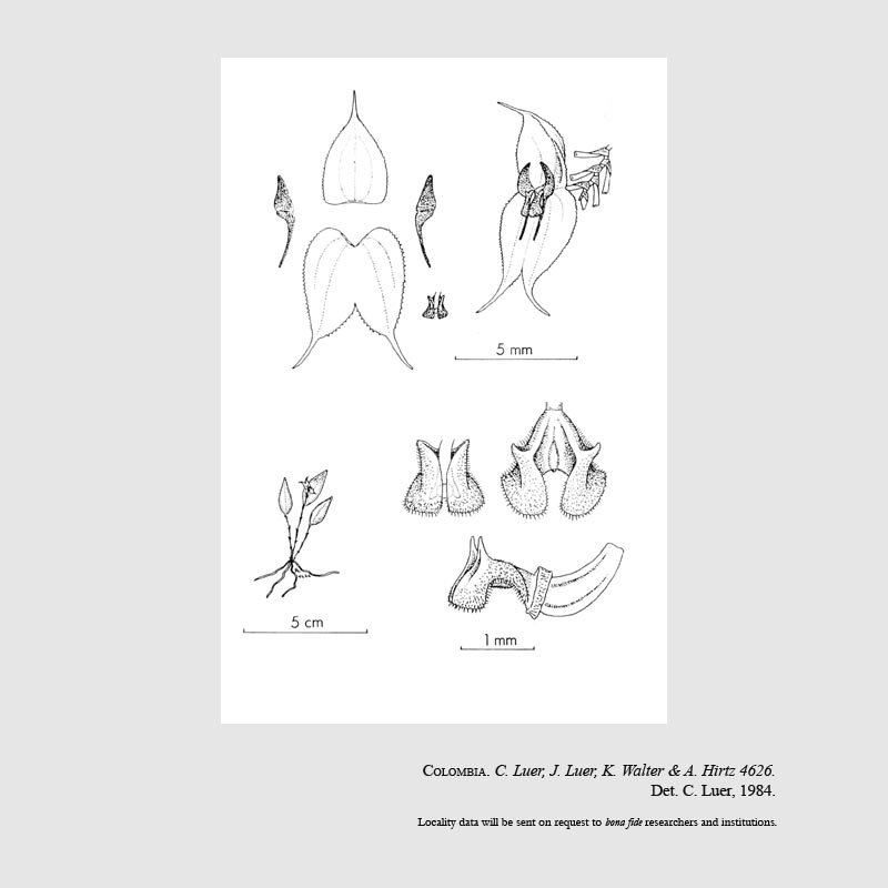 Lepanthes lycocephala