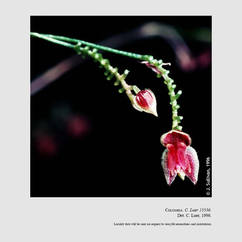 Lepanthes aciculifolia